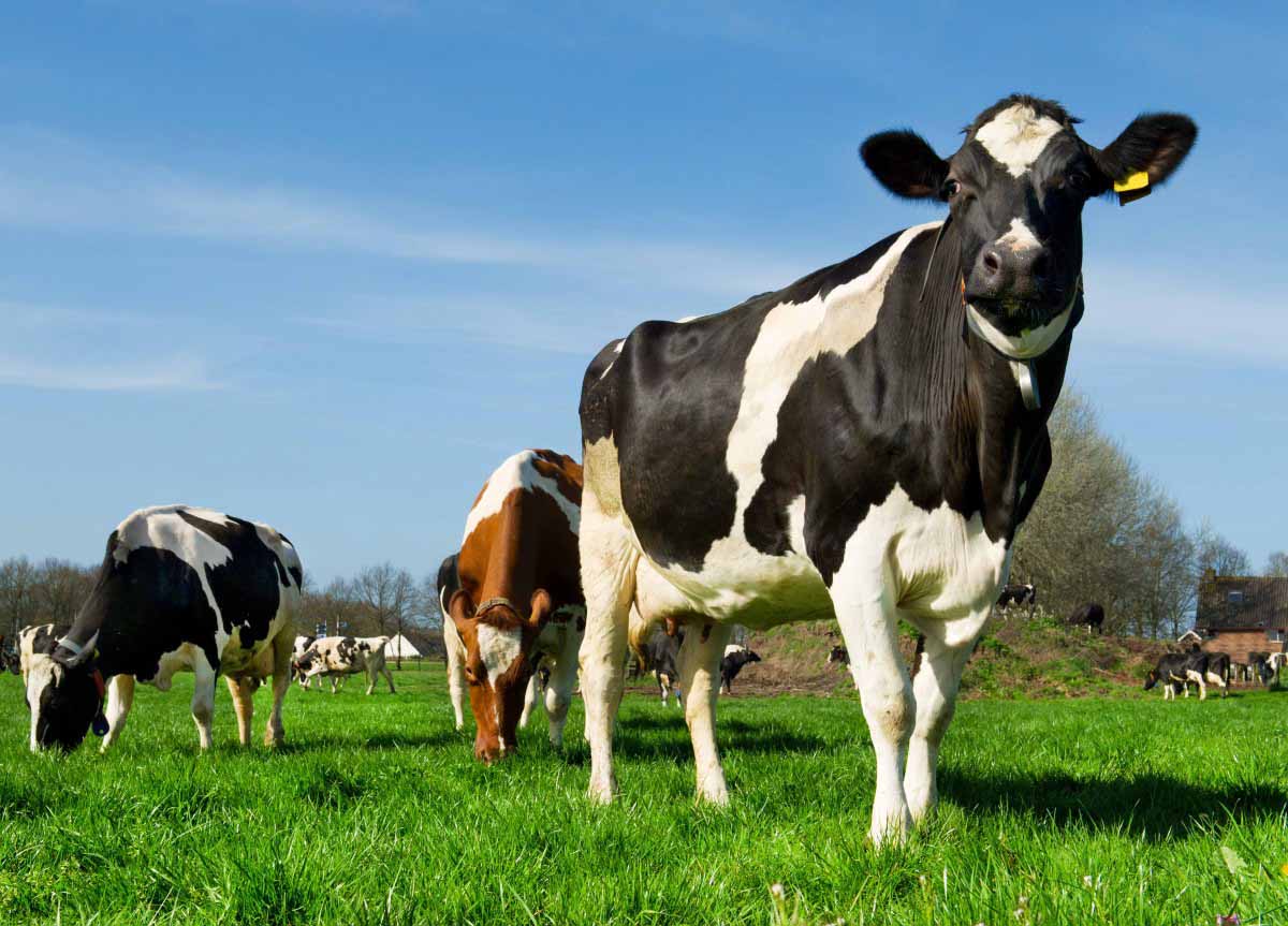 Primer ciclo de vacunación contra la fiebre aftosa y la brucelosis bovina será entre el 16 de mayo y el 29 de junio de 2016
