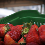fresas2