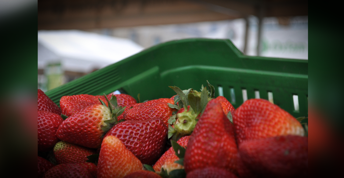 fresas2