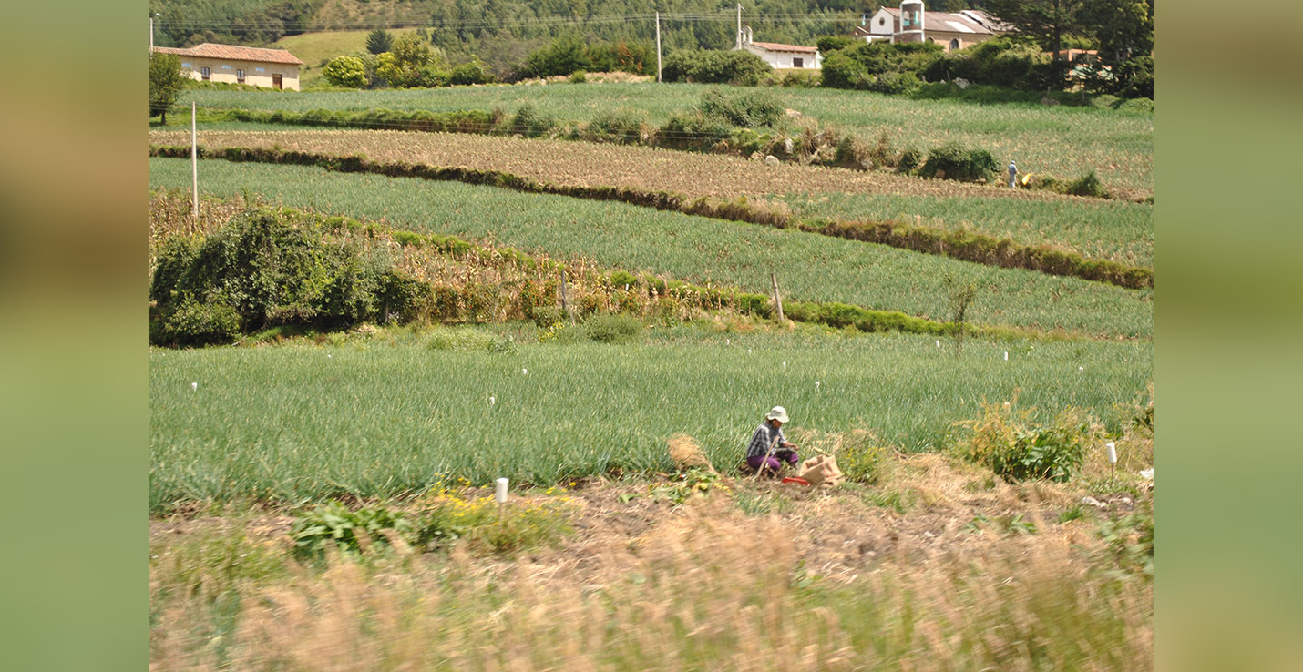 pasto