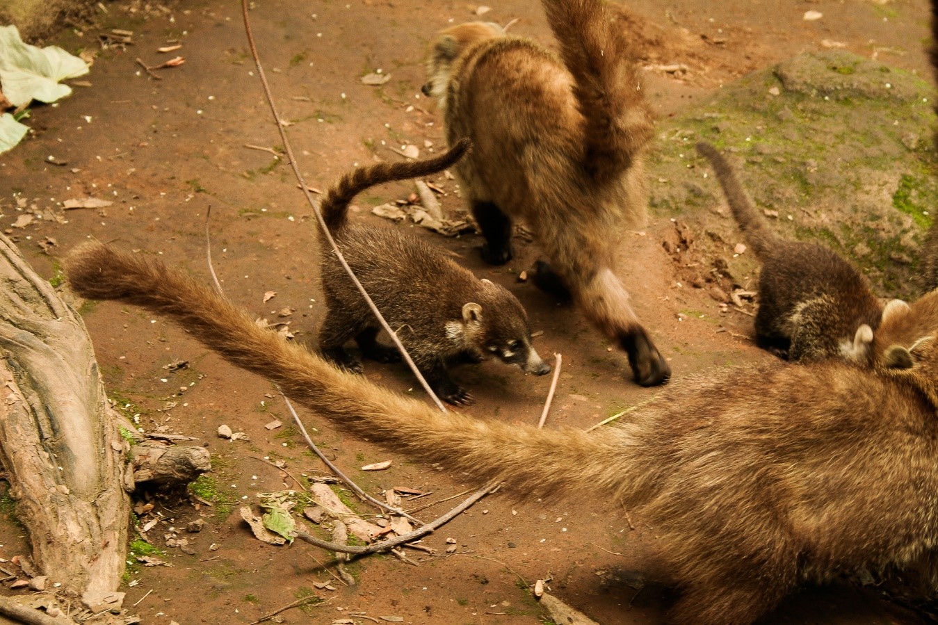 animales