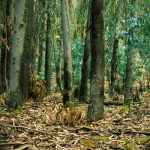 Bosque Andino