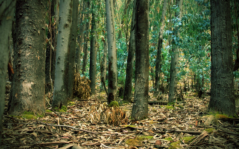 Bosque Andino