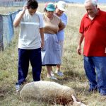 ataques misterioso animal