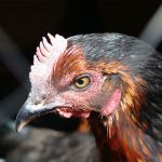 Alcalde de Zipaquirá entregó más de 800 gallinas a beneficiarios del programa Galpones Campesinos1