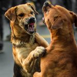 Alcaldia de Zipaquira presento proyecto que reglamenta severas sanciones por faltas a la tenencia responsable de animales