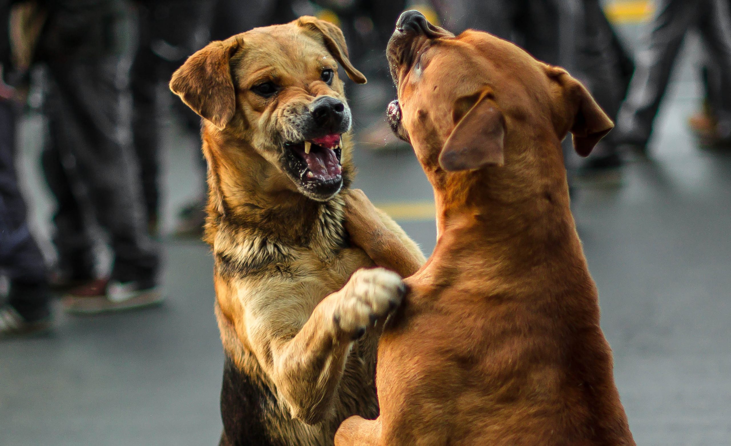 Alcaldia de Zipaquira presento proyecto que reglamenta severas sanciones por faltas a la tenencia responsable de animales