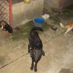 procuraduria solicito cumplir
