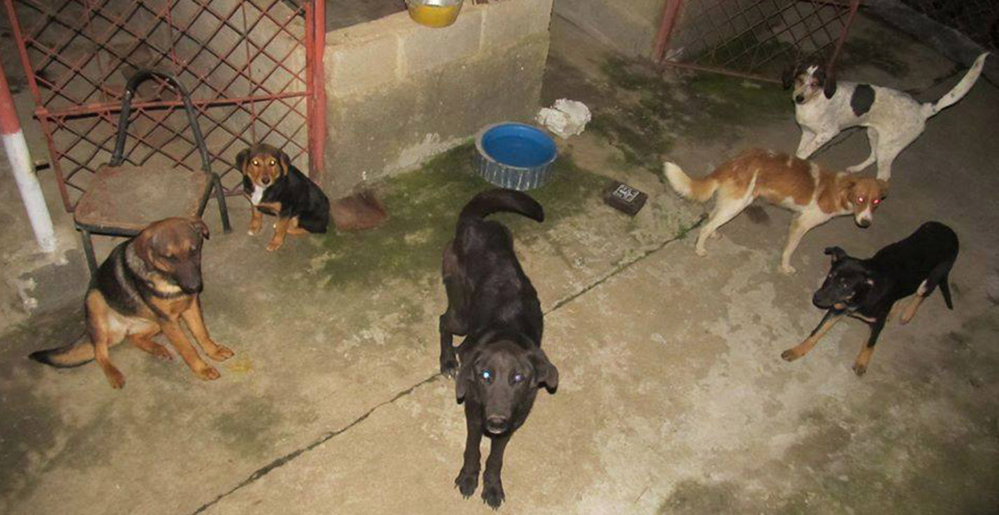 procuraduria solicito cumplir