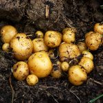 En la semana del 4 al 10 de febrero subieron las cotizaciones de las hortalizas las frutas y los tuberculos