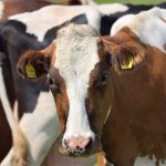 Subió en un 7 el precio base que se paga al productor de leche