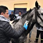 Con dispositivo electrónico Facatativá censa vehículos de tracción animal