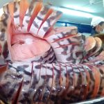 Expendios de pescado en Chia con los ojos encima