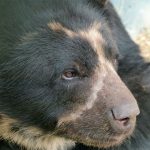 Tras la pista del cazador que le quitó la vida al oso de anteojos en el parque natural Chingaza