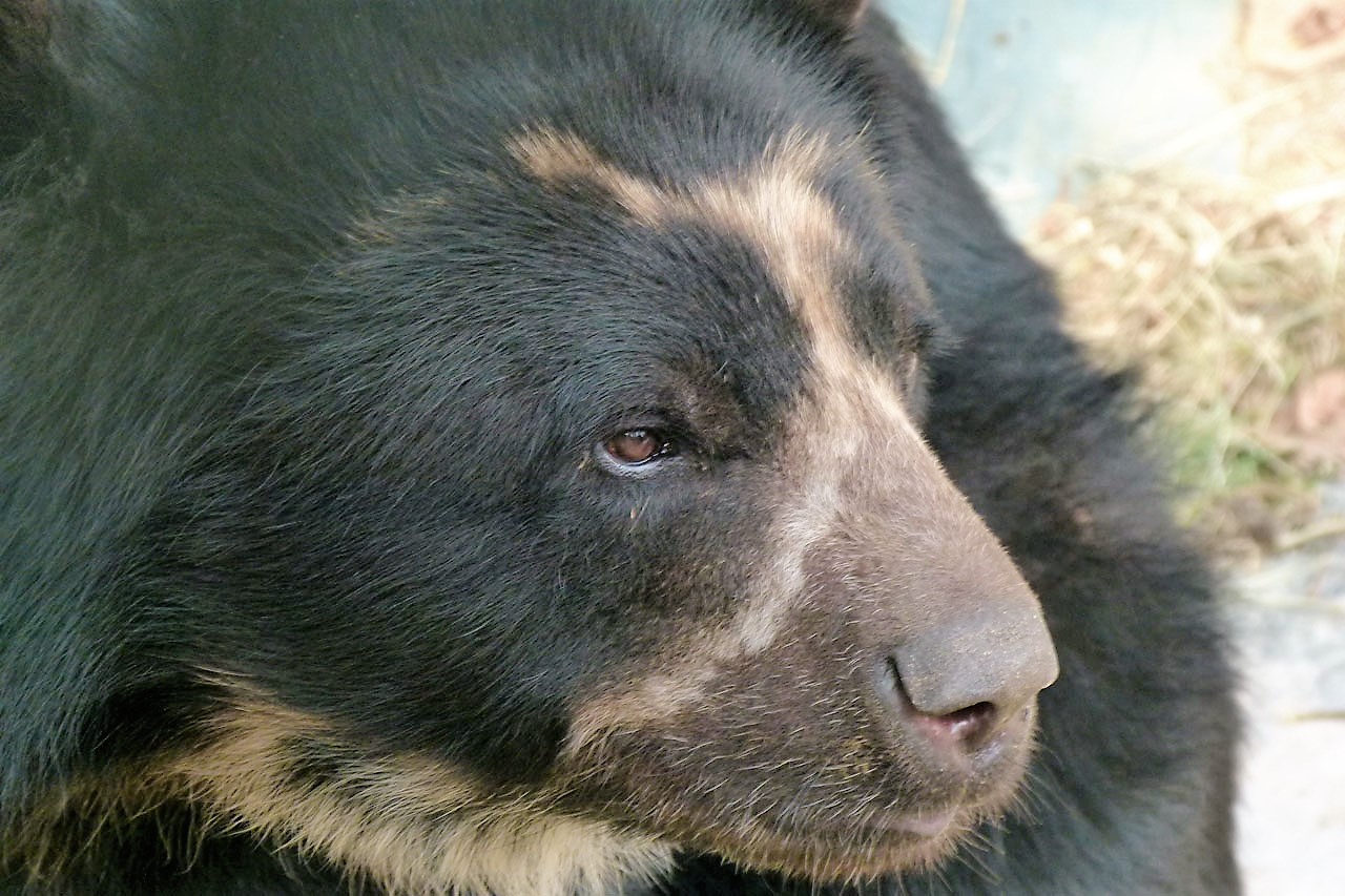 Tras la pista del cazador que le quitó la vida al oso de anteojos en el parque natural Chingaza