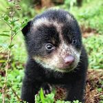 oso andino