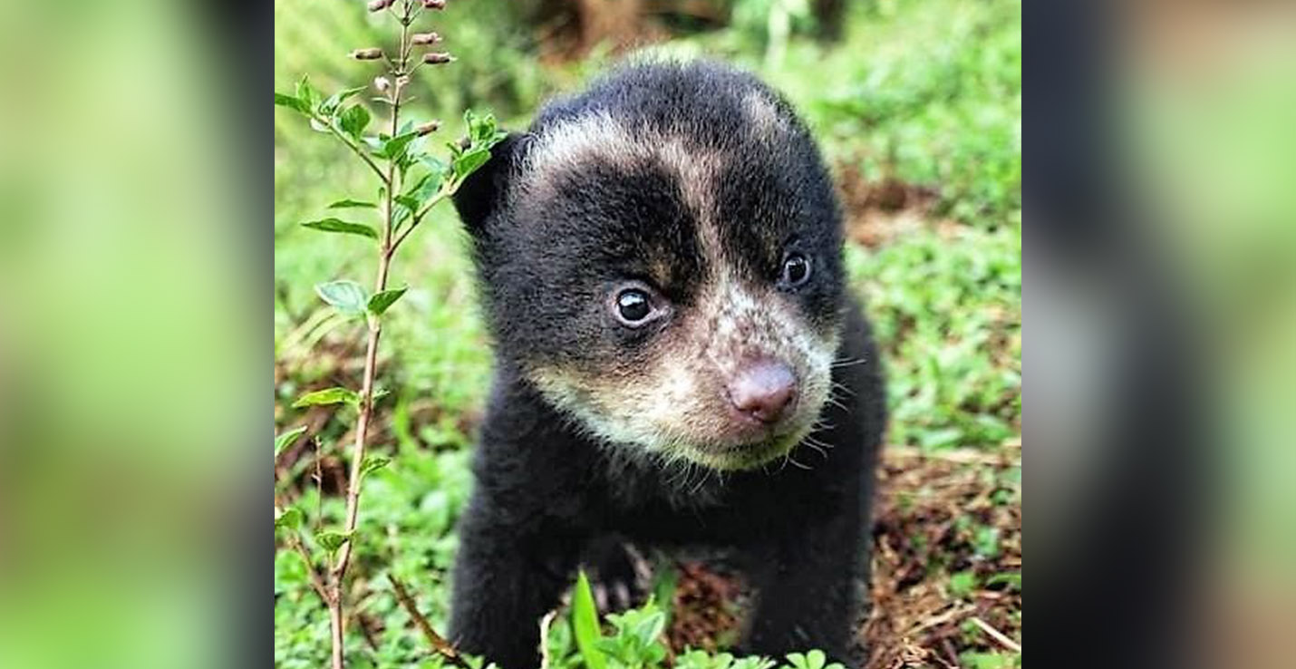 oso andino