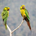 Colombiaaves