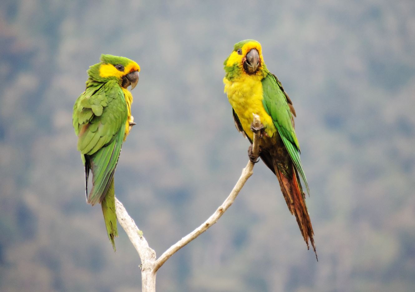 Colombiaaves