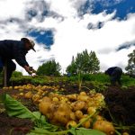 Este domingo 25 de junio dìa del campesino en Tenjo
