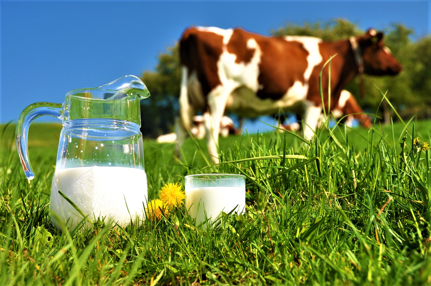 Leche de Vaca