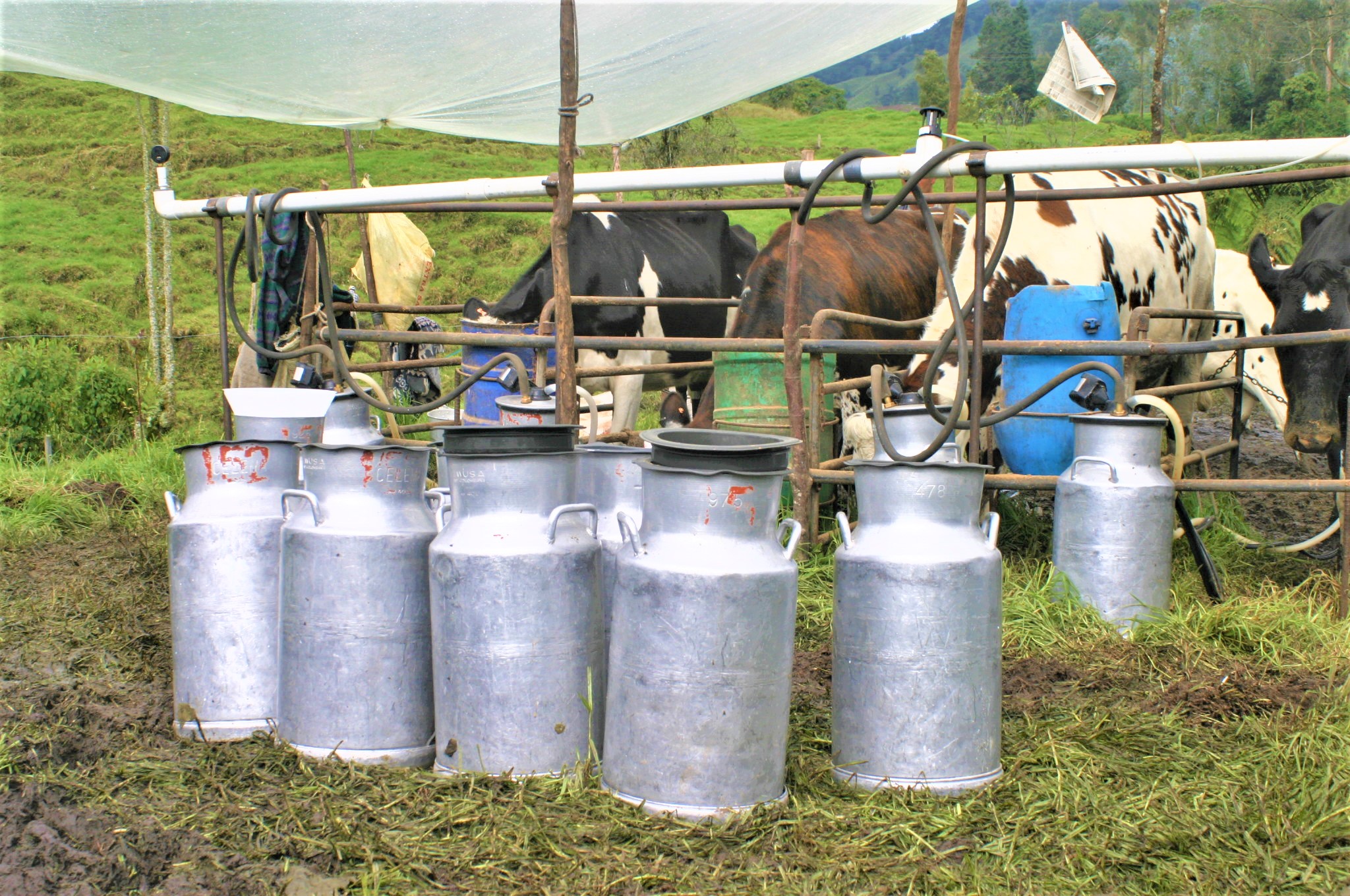 MinAgricultura presentó plan de choque para estabilizar comercialización de la leche