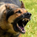 PGN respalda reglamentación para tenencia de caninos potencialmente peligrosos