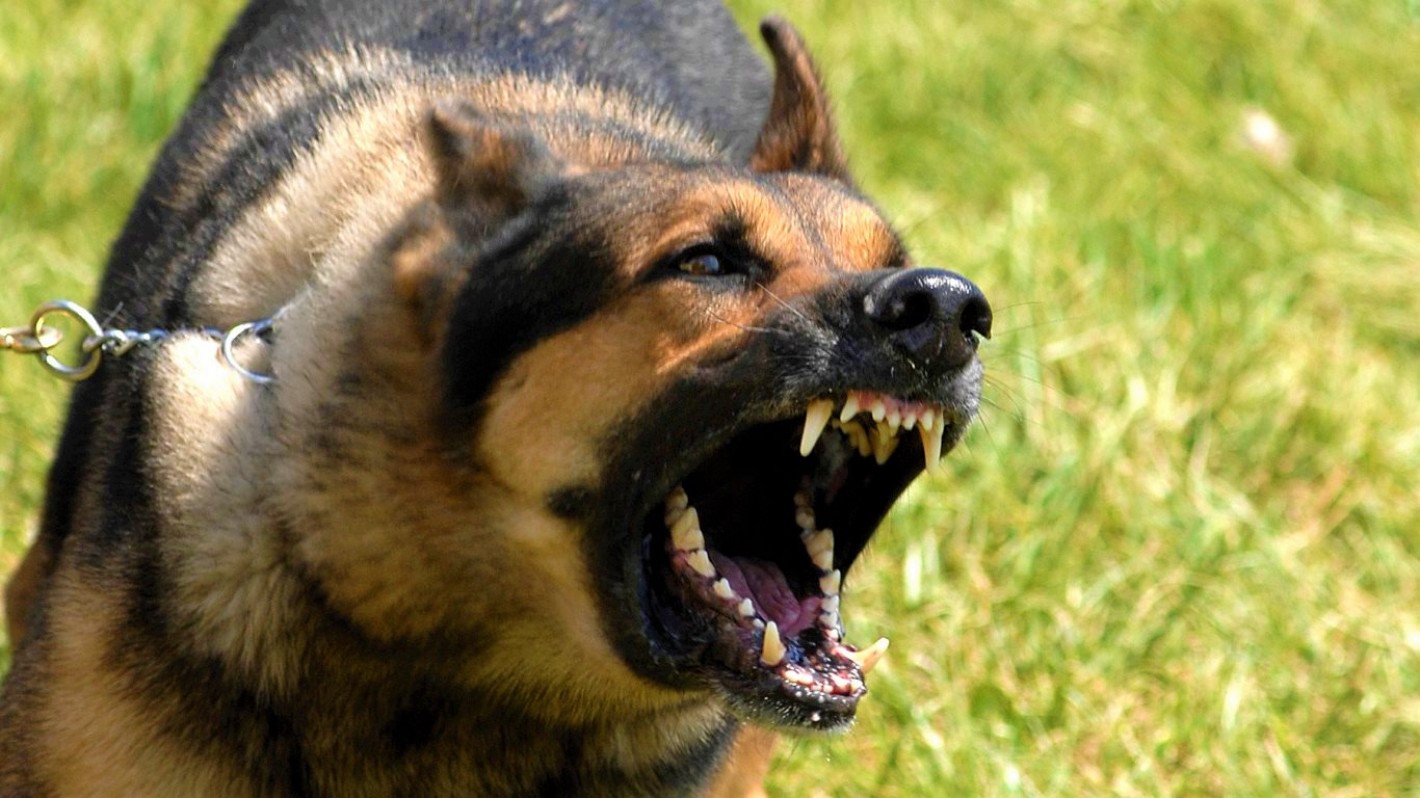 PGN respalda reglamentación para tenencia de caninos potencialmente peligrosos