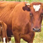 Se busca mecanismo para estabilizar comercialización de la leche