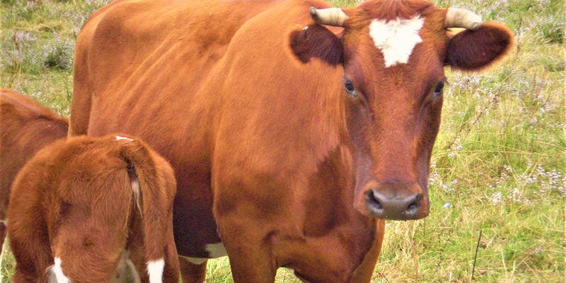 Se busca mecanismo para estabilizar comercialización de la leche