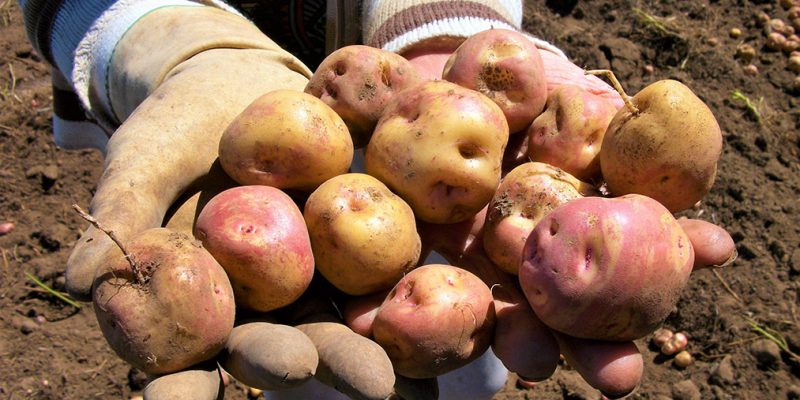 Esta semana que concluye subieron las hortalizas frutas y tuberculos