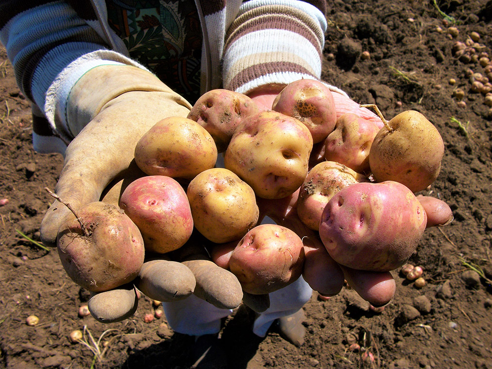 Esta semana que concluye subieron las hortalizas frutas y tuberculos