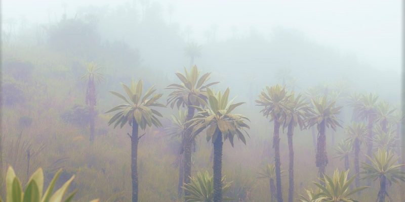 Proyecto páramos cuida el agua al 30 de la población colombiana