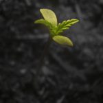 SordoJr Photography