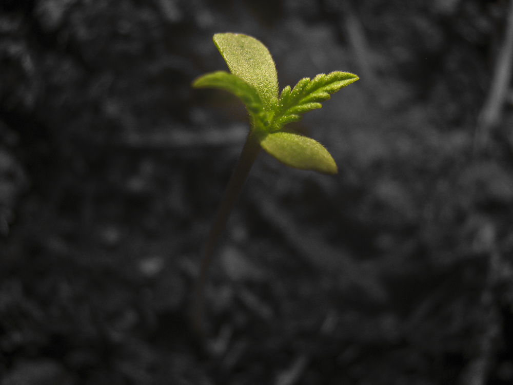 SordoJr Photography