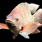 Gobierno le apuesta a exportación de tilapia