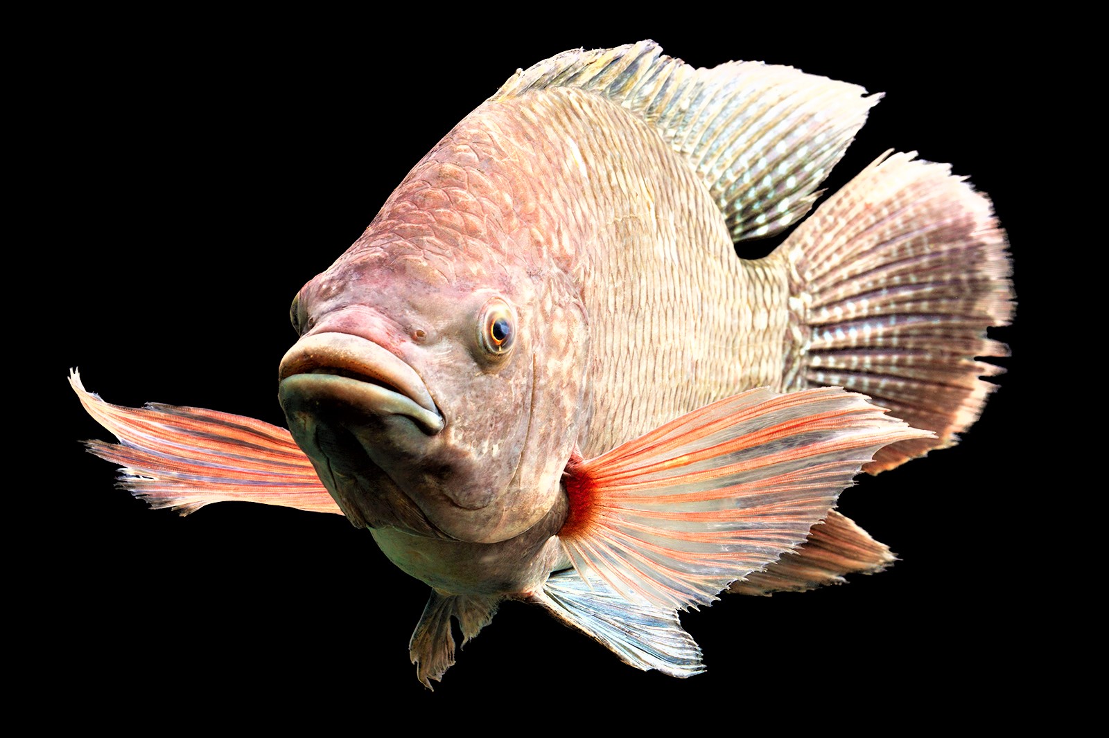 Gobierno le apuesta a exportación de tilapia