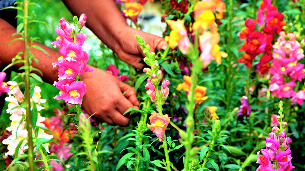 flores