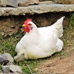 gallina
