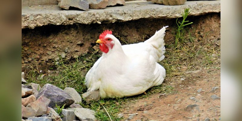 gallina