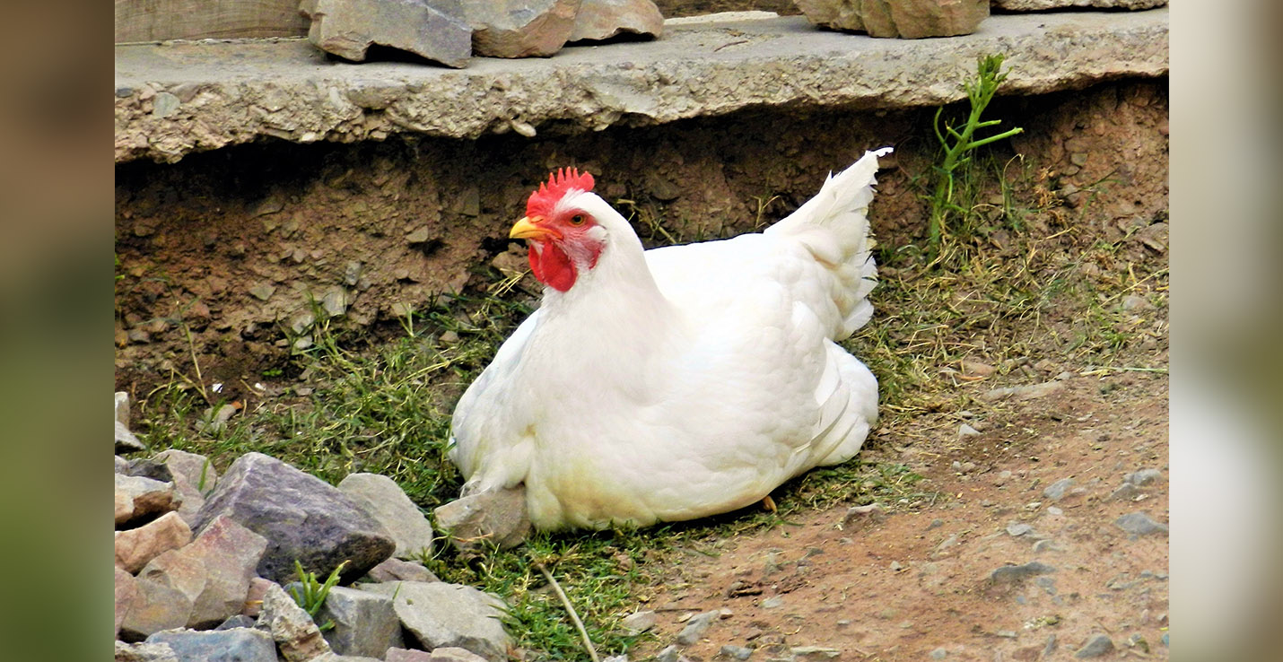 gallina