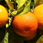 mandarinas