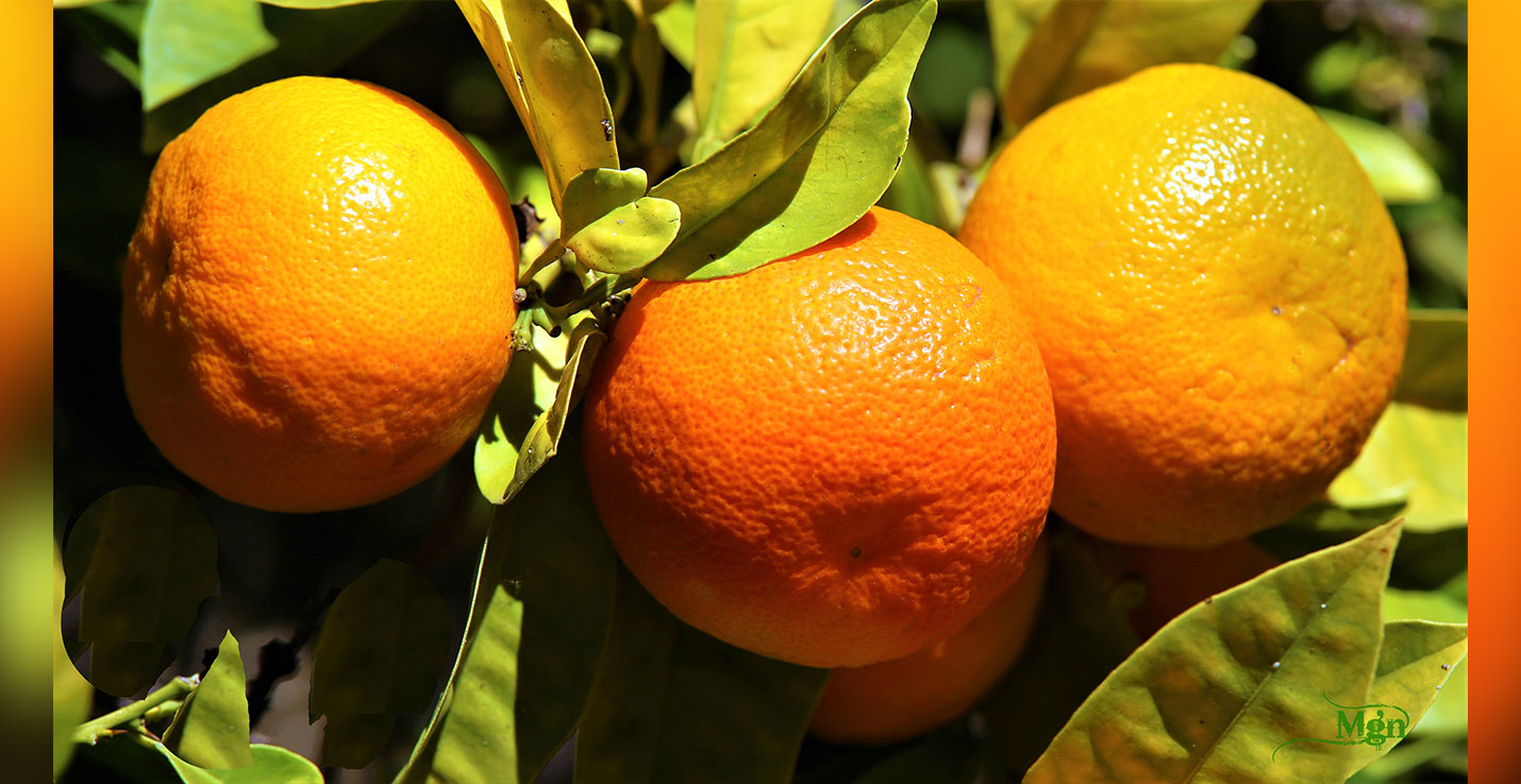 mandarinas