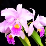 orquideas