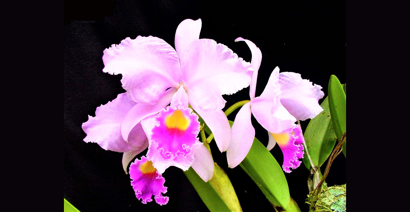 orquideas