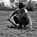 Adulto mayor que fue víctima de las FARC y las AUC recupera su tierra en La Palma