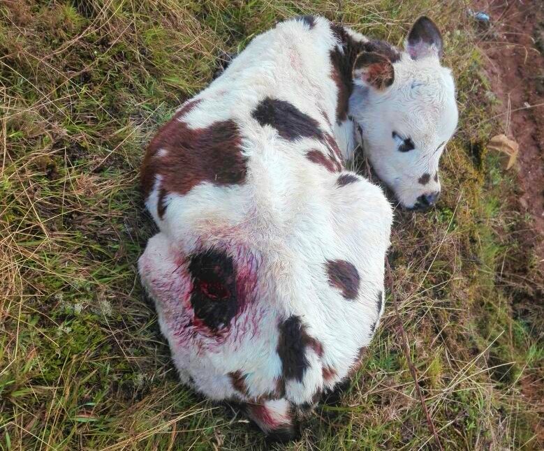 Presencia de perros ferales preocupan a los chocontanos
