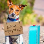 Cajica lidero nueva jornada de adopcion para perros y gatos