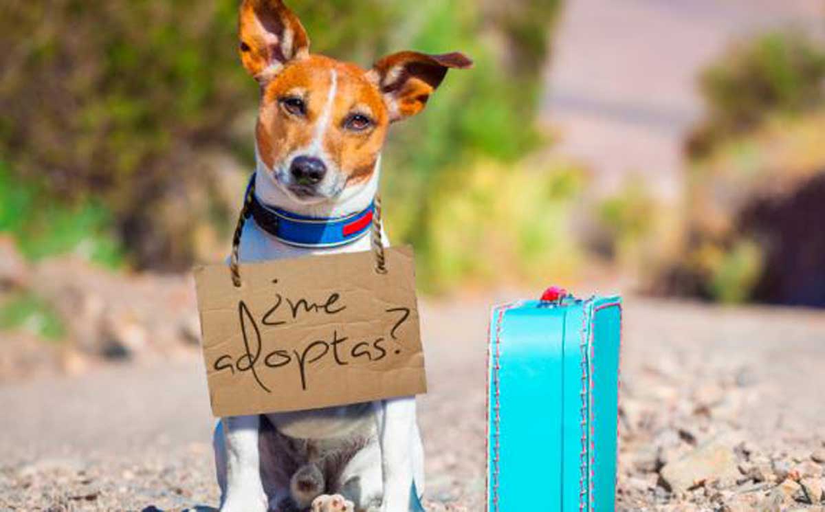 Cajica lidero nueva jornada de adopcion para perros y gatos