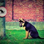 Comparendo a propietario de mascota que no cumplia normatividad de animales